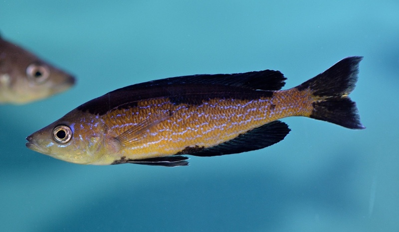 Cyprichromis microlepidotus 'Bilila (Kavala) Island'